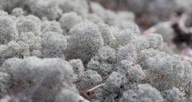 Lichen 'ın geçmişi bulanık. Yaz ormanında ren geyiği yosunu