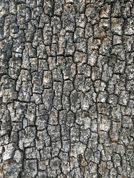Tree Bark Close Contrast Shot Tree Bark — Stock Photo, Image