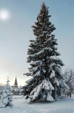 İsveç 'in kutup köyünün kenarında karla kaplı bir ladin.