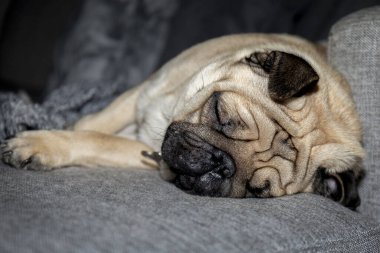 Genç köpek gri bir kanepede uyuyor.