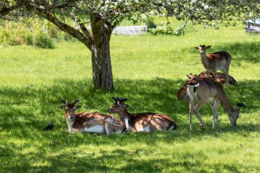 Sika geyiği sabahın erken saatlerinde bir bahar elma bahçesinde çimlerin üzerinde yatıyordu.
