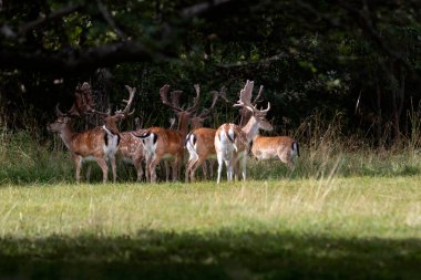 Elma bahçesinde bir sika geyiği sürüsü