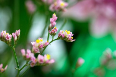 Renk eğimine göre çiçek dalı