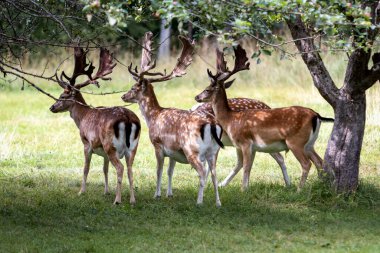 Sika deer in an apple orchard on a summer morning clipart