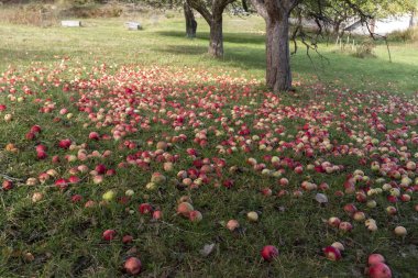 Güneşli bir sonbahar sabahı bahçede düşen elmalar.