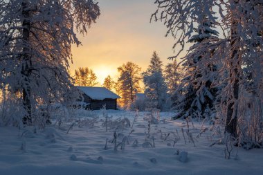Kabul edilemez kış güneşi ve karla kaplı ağaçlar soğuk bir günde