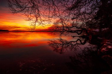 Kış akşamında, kızıl günbatımı gökyüzüne karşı eğri söğüt.