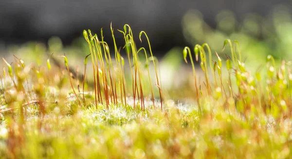 stock image Grass growing from moss on a blurred background