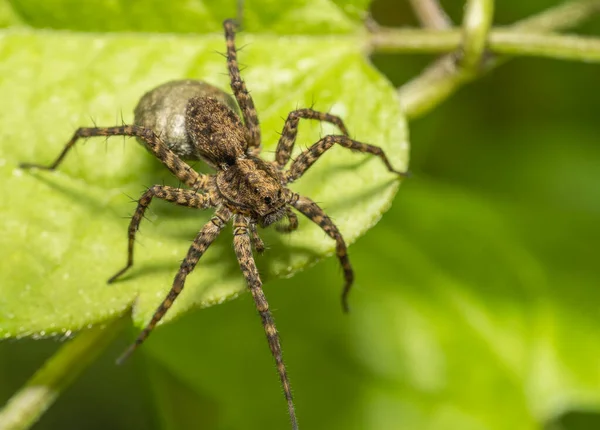 Stock image Hogna radiata large hairy harmless wolf spider on a meadow leaf