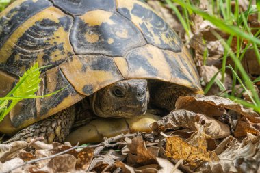 Orman kaplumbağası Testudo Hermanni, Sırbistan 'da çok yaygın bir kaplumbağa türüdür.