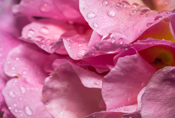 Macro, yağmurda pembe bir gül yaprağına yaklaş.