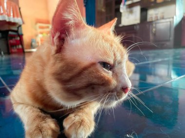 Tatlı turuncu kedi uzanıyor, dinleniyor.