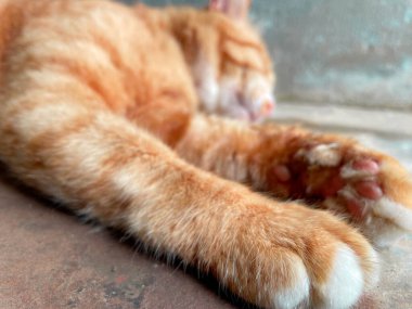 Tatlı turuncu kedi uzanıyor, dinleniyor.