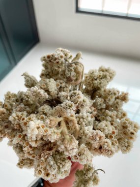 Güzel Edelweiss çiçeği tropikal ormanlarda bol bol yetişir.