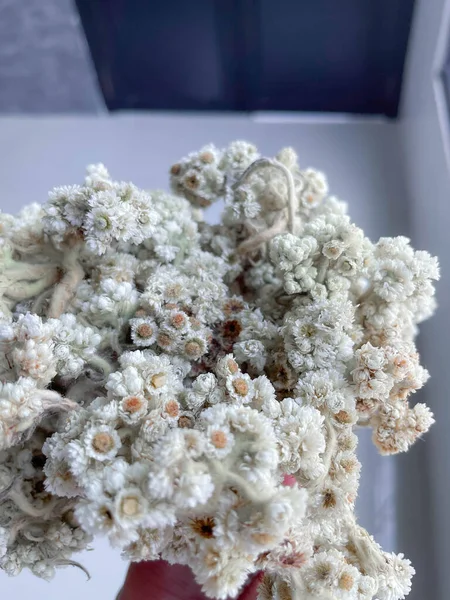 Güzel Edelweiss çiçeği tropikal ormanlarda bol bol yetişir.