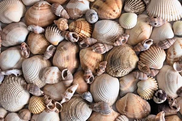 stock image Background with seashells on a backdrop