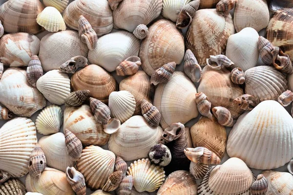 Háttér Kagylókkal Háttérben Stock Fotó