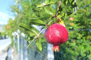 Bahçedeki ağaçta olgun nar meyvesi ve mavi gökyüzü arka planı