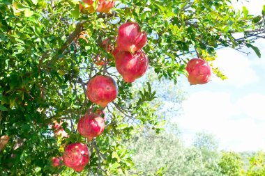 Bahçedeki ağaçta olgun nar meyvesi ve mavi gökyüzü arka planı