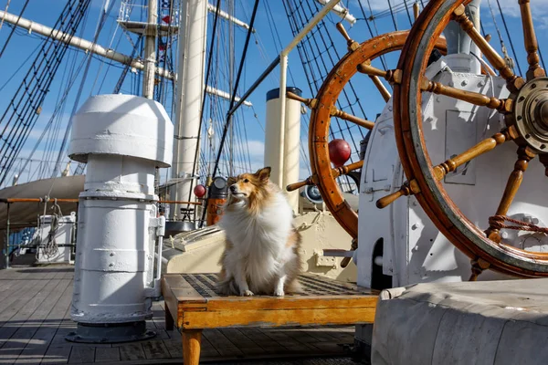 Dog as a captain on a sail ship wooden deck