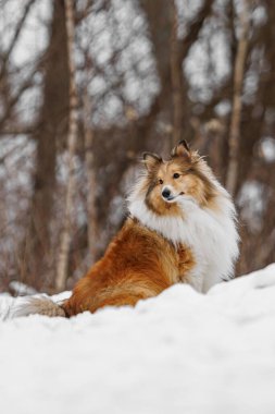 Shetland sheepdog in the snow. Dog portrait in the winter time