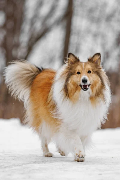 Shetland sheepdog in the snow. Dog portrait in the winter time