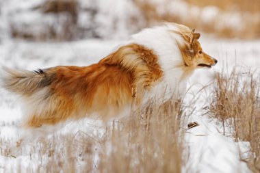 Dog shepherd jumping over an obstacle. Fluffy shetland sheepdog jumping through the snow