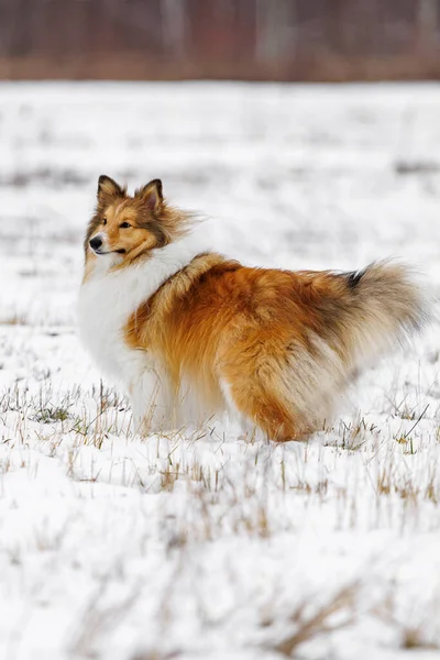 Shetland sheepdog in the snow. Dog portrait in the winter time