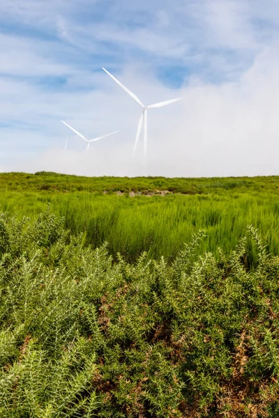 Wind turbines generate electricity in a green meadow