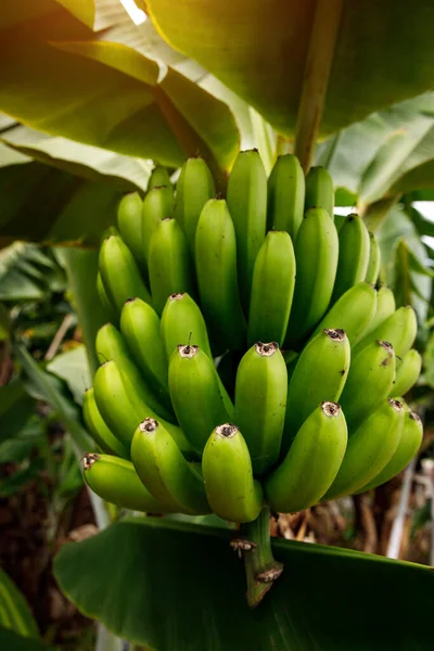 Банановое Дерево Кучей Зеленых Бананов Фоне Дождевых Лесов — стоковое фото