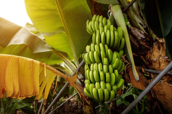 Банановое Дерево Кучей Зеленых Бананов Фоне Дождевых Лесов — стоковое фото