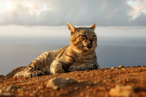 Happy cat lies on the ground during sunset
