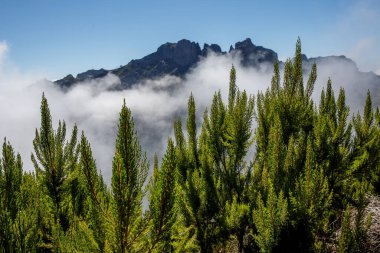 Tepe yamaçlarında bulutlu sis ve yeşil tropikal bitkilerle Madeira doğası