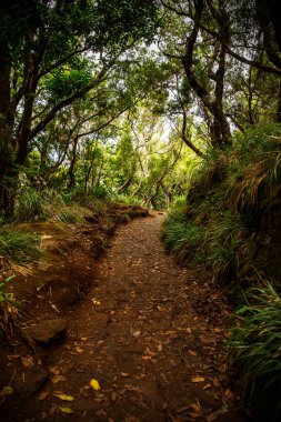 Tropikal ormandan geçen turist yolu, Madeira adasındaki Levada.