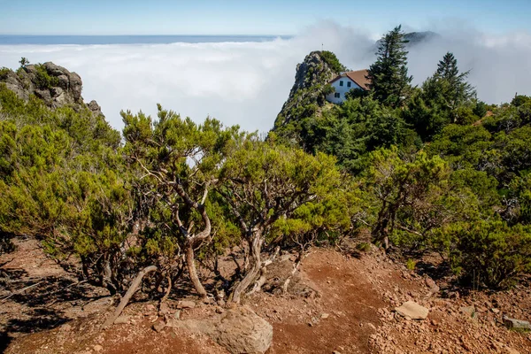 丘の斜面には霧と緑の熱帯植物を持つマデイラ自然 — ストック写真