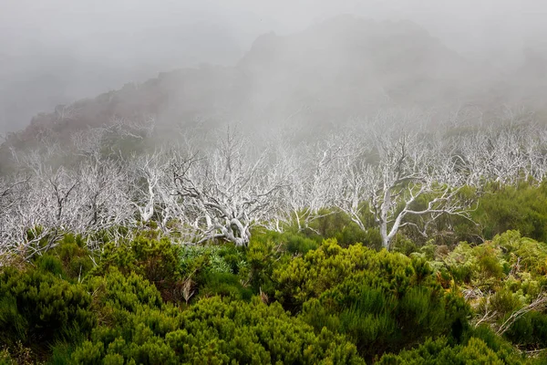 云雾中一丛丛弯曲的干树枝 — 图库照片