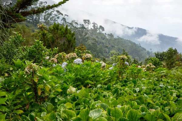 Plantas Verdes Isla Madeira Naturaleza — Foto de Stock