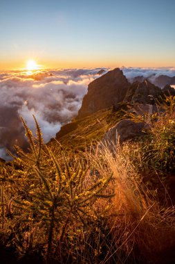 Madeira adasının, dağların ve arka planda gün batımının yakın çekim tropik çiçekleri