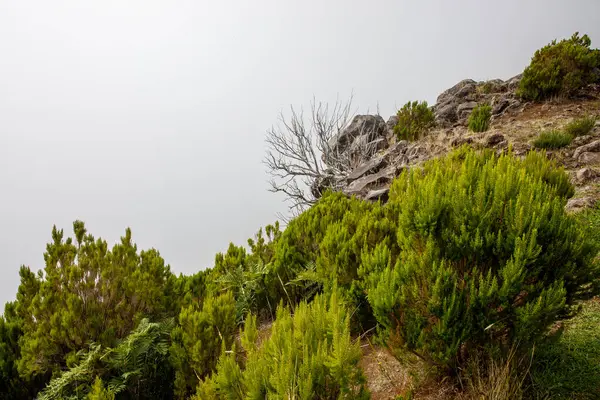 マデイラ島の山の斜面の緑の植生 — ストック写真