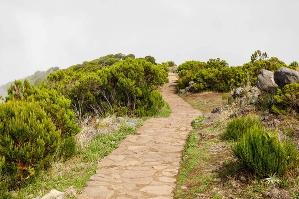 緑の植物や曇り霧を通る観光山のパス マデイラ島のピークへの道 ポルトガル — ストック写真