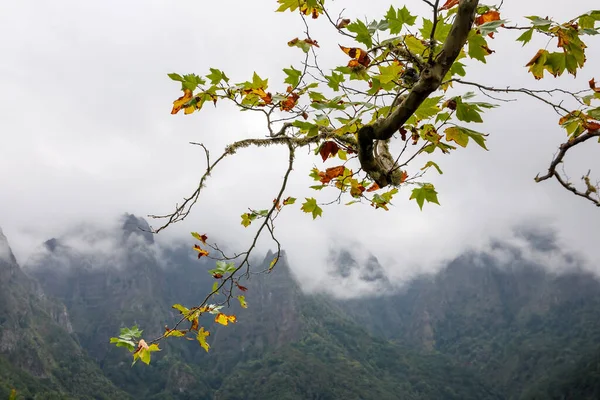 Podzimní Javor Ptákem Větvi Horách Oblačném Pozadí — Stock fotografie