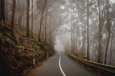 Ormanda gizemli sisli asfalt yol