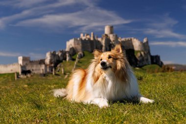 Shetland çoban köpeği, ortaçağ eski şatosunun yakınındaki çimlerin üzerinde uzanıyor. Mutlu Sheltie