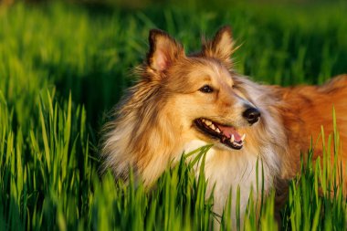 Yeşil çayırda Shetland Çoban Köpeği