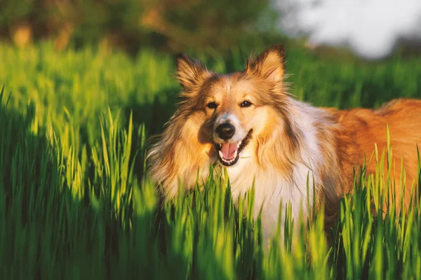 设得兰牧羊犬在绿色草地上 — 图库照片