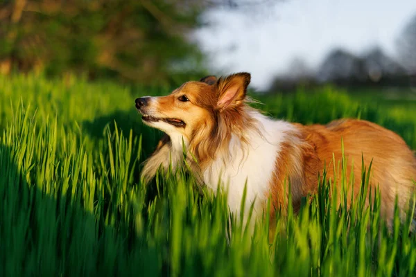 Sheltie Shetlandhund Auf Der Grünen Graswiese — Stockfoto