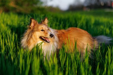 Sheltie - Shetland çoban köpeği yeşil çayırda