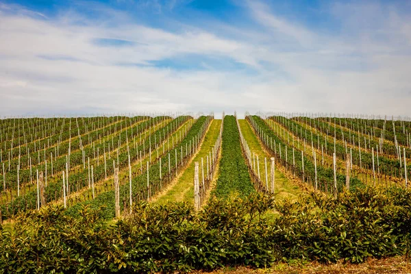 Гладкие Ряды Виноградников Тоскане Весной Лицензионные Стоковые Фото