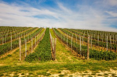 Mavi gökyüzünün altındaki tepede genç bir üzüm bağı