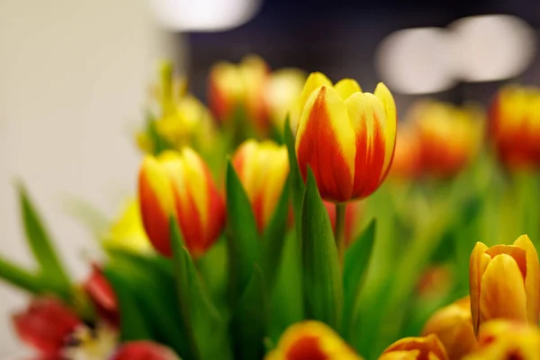 Zbliżenie Czerwono Żółtego Tulipana Wnętrzu — Zdjęcie stockowe